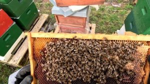 Пчёлы! Как подсадить матку ранней весной?  Способ подс?