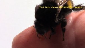 Где и Как Зимуют Шмели? Кормим Шмеля Медом на Руках.