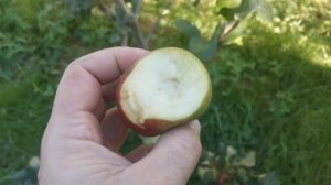 сорт яблони "Приморское" и "Уральское наливное" в услов