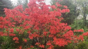 Рододендрон японский листопадный, 30 мая 2025 г.