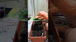 Укроп на подоконнике!