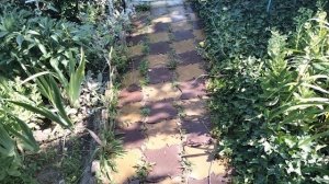 Обработка сорняков Раундапом.