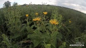 Мои медоносы