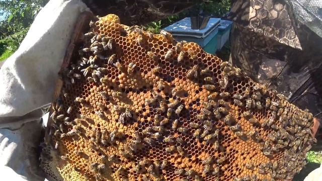 КАК УВЕЛИЧИТЬ ПАСЕКУ С ПОМОЩЬЮ ОТВОДКОВ, ПЕРЕСЕЛЯЮ В Н