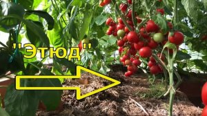 Как выбирать сорта томатов для себя Урожайные сорта т?