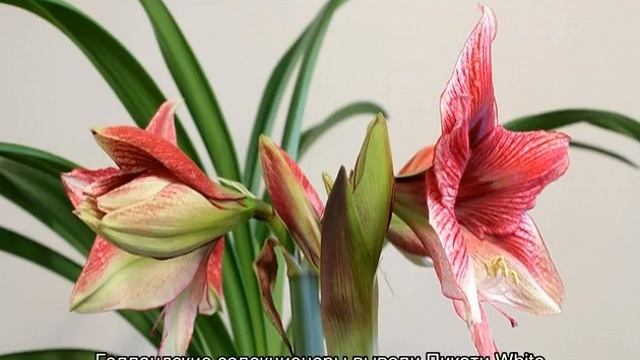 Цветок гиппеаструм красный, белый, гранд дива и другие смотреть онлайн