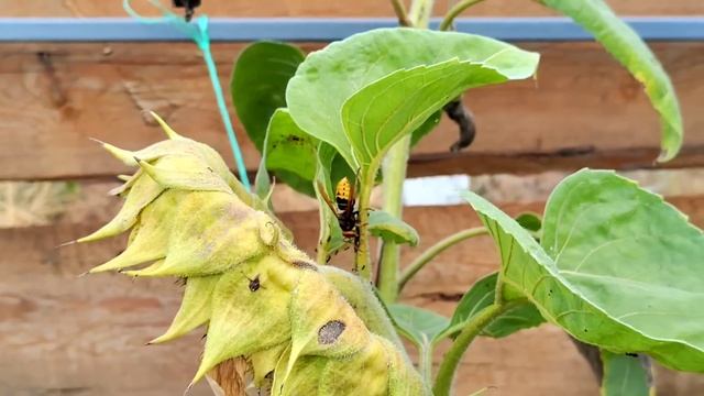 РЕМОНТ СТАРОГО ДОМА / ДОМ РУШИТСЯ ОТВЕЧАЕМ НА ВОПРОСЫ ? смотреть онлайн