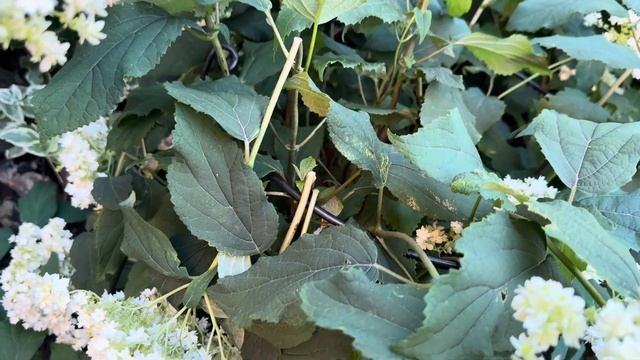 Гортензия древовидная Стронг Анабель (Инкредибол) и м? смотреть онлайн