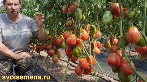 Сорт томатов - Ослиные уши