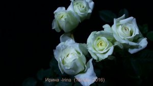 Как распускается роза Ирина - Irina  (Tantau, 2016)