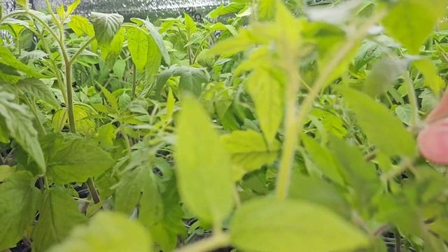 7 мая 2024 | Заморозки впереди | Утепляю, заношу...сею #сад # смотреть онлайн