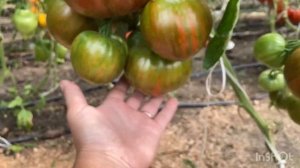 Обзор сортов томатов 2021