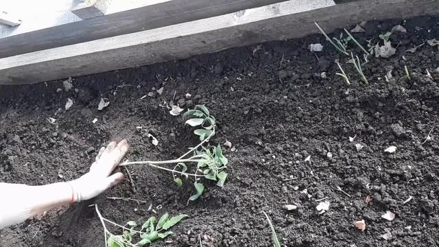 Томаты "БЕЗ ХЛОПОТ"готовы к высадке ПО ДВА в лунку! смотреть онлайн