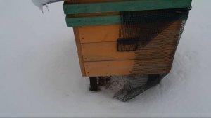 Комфортно ли ПЧЁЛАМ зимой?|как они зимуют|зимовка 2021-202