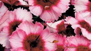 Гвоздика обыкновенная Распберри (raspberry) 🌿 обзор: как с