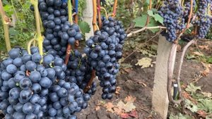 Одесский жемчуг - новый, устойчивый темно ягодный техн