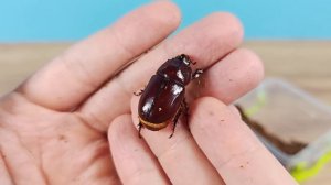 Жук Носорог родился, но весь в клещах! Спасаю бедного ж