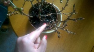 УКОРЕНЕНИЕ ЧЕРЕНКОВ Абрикоса с помощью Укоренителя. Ч