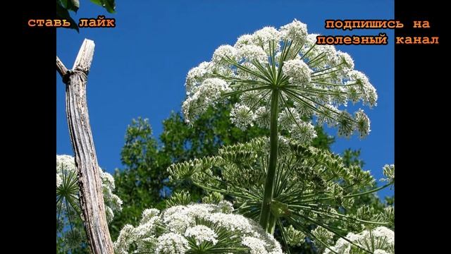 ★ Борщевик Сосновского. Как избежать ожога после конт смотреть онлайн