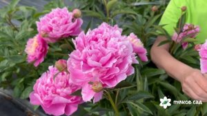 Silver Daubed peony. Сильвер Даубед пион. Пулков сад (2025 г.)
