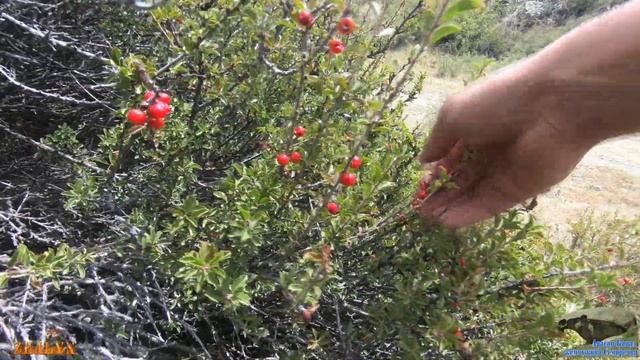 горная Вишня Чери Сакура