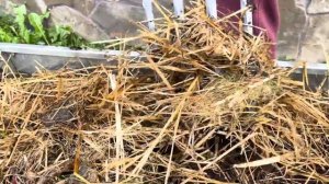 Солома способна превратить глину в чернозем, делает п?