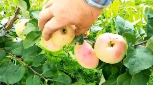 Сорт яблока Юнона