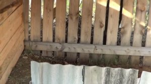 Кролики в яме часть 2