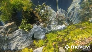 Креветки Красный и Черный кристалл