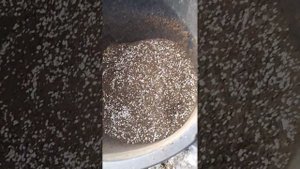 Грунт для посадки хвойных растений туи