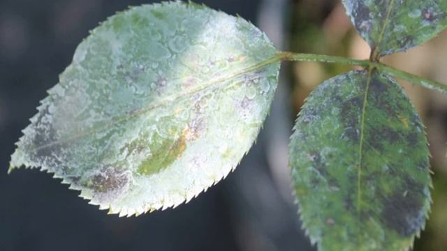 Мучнистая роса на розах — чем лечить, средства смотреть онлайн