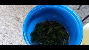 Огурцы  в бочке