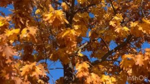 Листья желтые над городом кружатся…