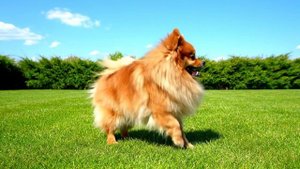 Веселый Шпиц развлекается