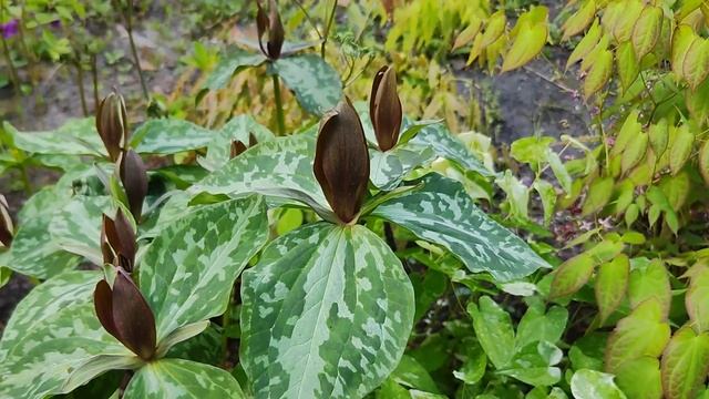 Эпимедиум из мечты смотреть онлайн