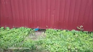 Собачий террор в Старом Городке