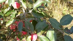 Жебровское, яблоня, 2024