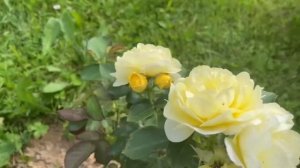 🌹 САМЫЕ КРАСИВЫЕ РОЗЫ ПЕРВОГОДКИ|РОЗЫ ИЗ ПИТОМНИКОВ ?