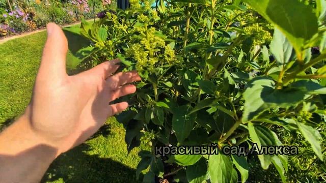 садовые БУДНИ / июль 2025 / прогулка по САДУ с цветением р смотреть онлайн