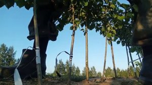 Окулировка черешни летом. На что надо обратить вниман?