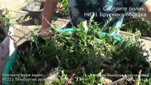 ТТ77 Клюква в горшке 112 день после посадки