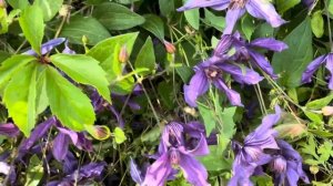 Сизая птица Клематис, июль 2025