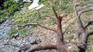 Голубику будем выращивать с органикой и БАРМАТУХОЙ №5