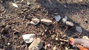 МЕТЕЛЬЧАТЫЕ ГОРТЕНЗИИ , ОБРЕЗКА ОСЕНЬЮ ✂