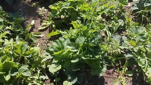 Созревание ремонтантной клубники