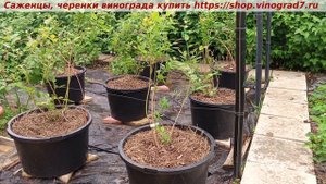 Подвязка веток голубики после посадки- важный момент ?
