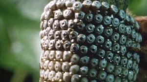 Размножение насекомых - яйцекладка.wmv