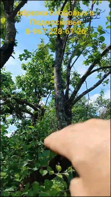 омоложение старой яблони смотреть онлайн