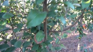 Яблоко со вкусом ананаса - сорт ПИТМАСТОН АНАНАС