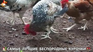 Цыплята и Курочки селяночки лучшие беспородные несушки 🥚 (289)